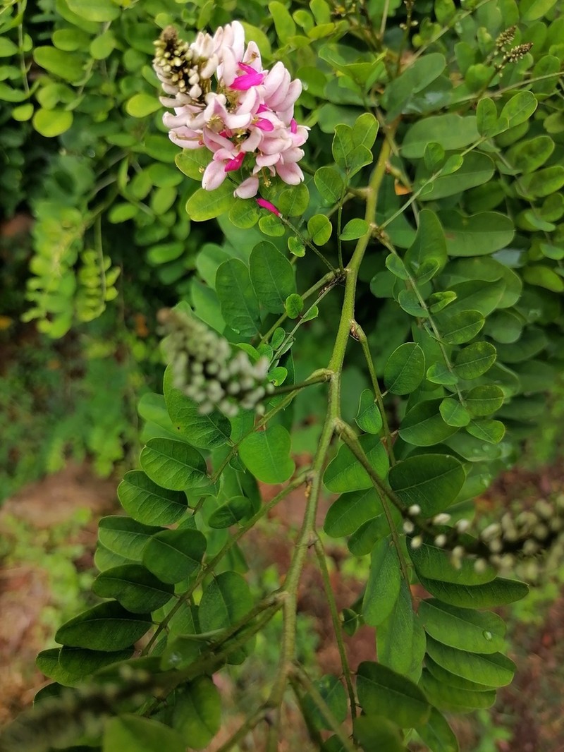 Indigofera jucunda photo 3