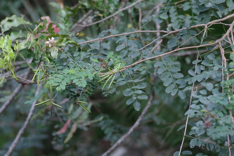 Indigofera jucunda photo 4