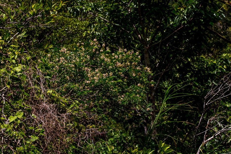 Indigofera jucunda photo 5