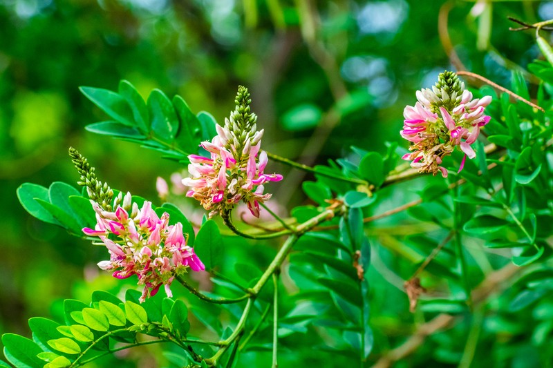 Indigofera jucunda photo 7