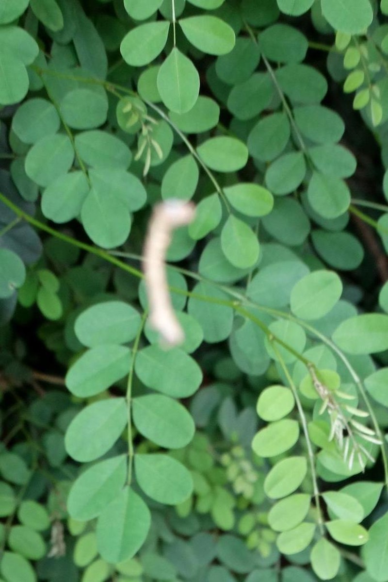 Indigofera jucunda photo 8