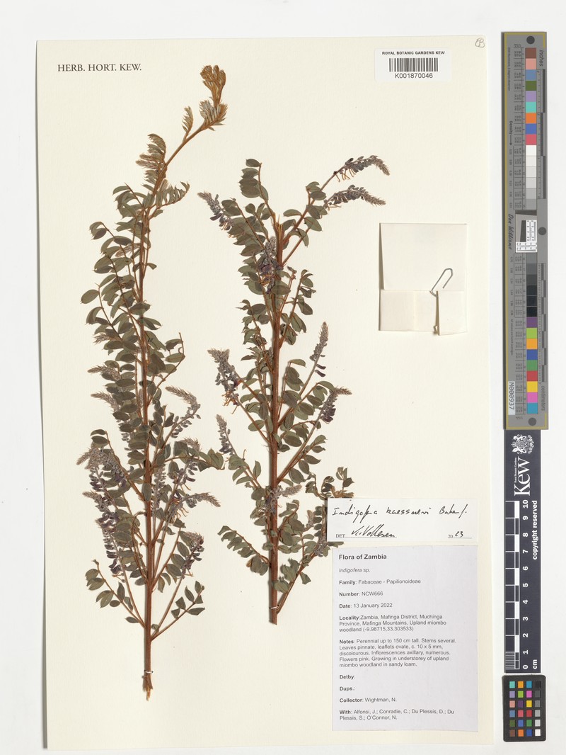 Indigofera kaessneri