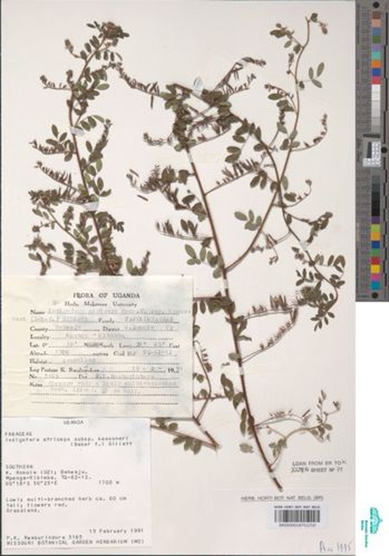 Indigofera kaessneri photo 3