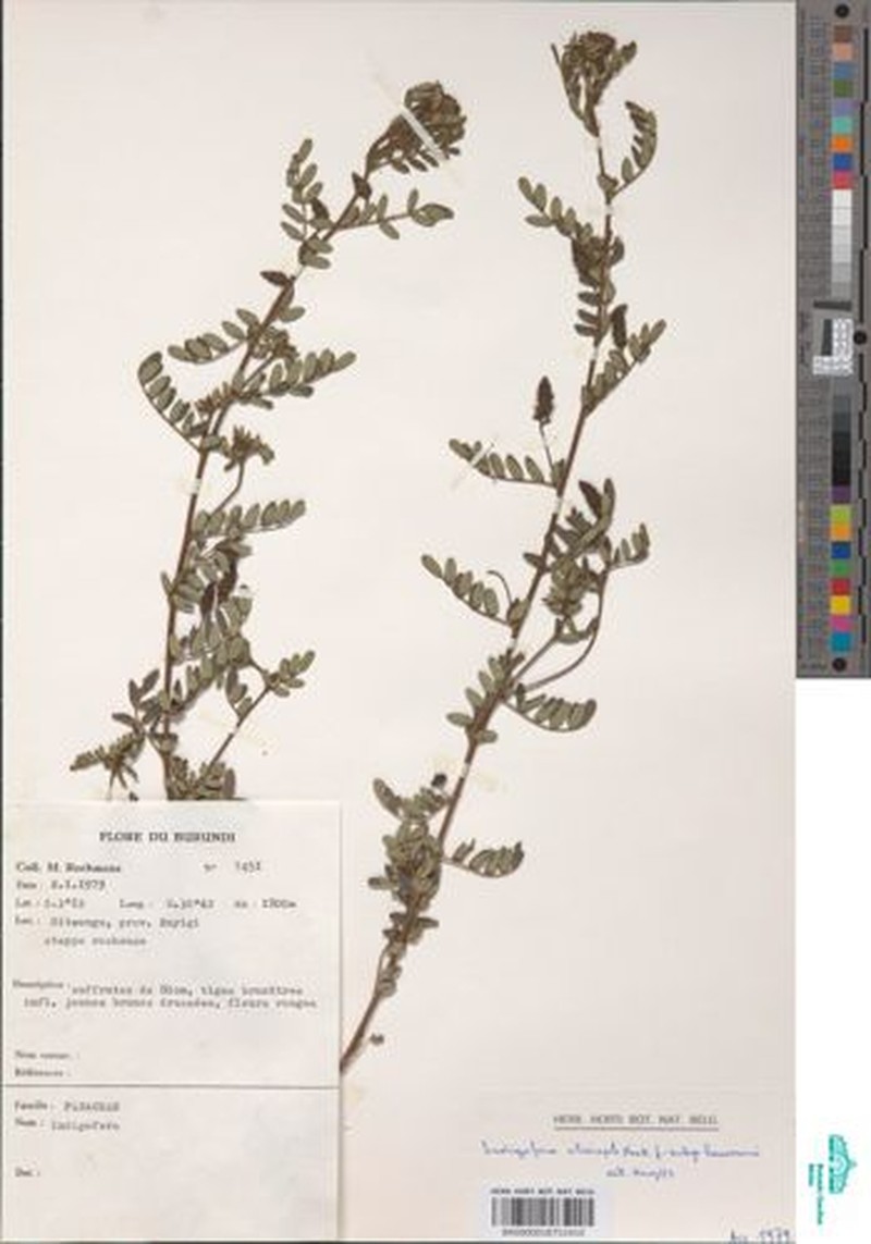 Indigofera kaessneri photo 4