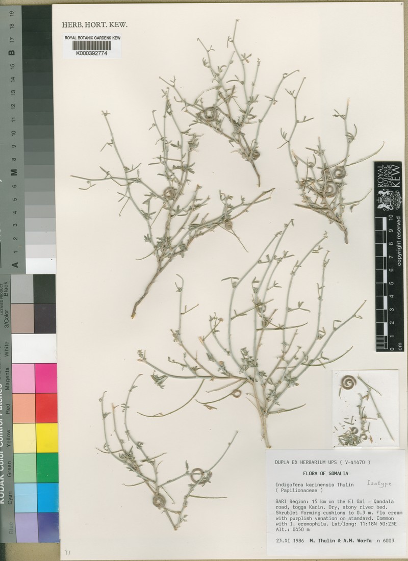 Indigofera karkarensis