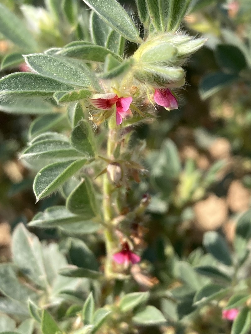 Indigofera kavangoensis photo 2