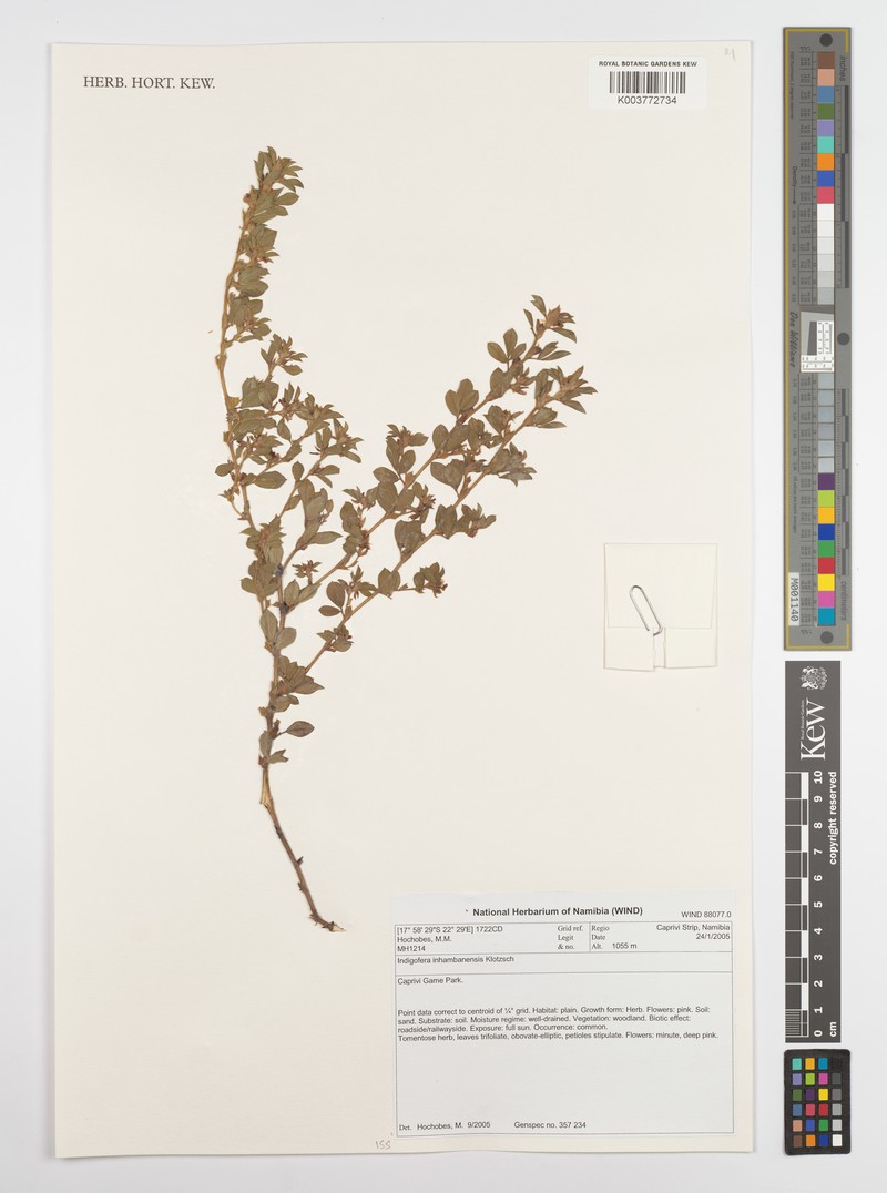 Indigofera kavangoensis photo 3