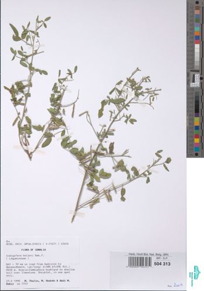 Indigofera kelleri