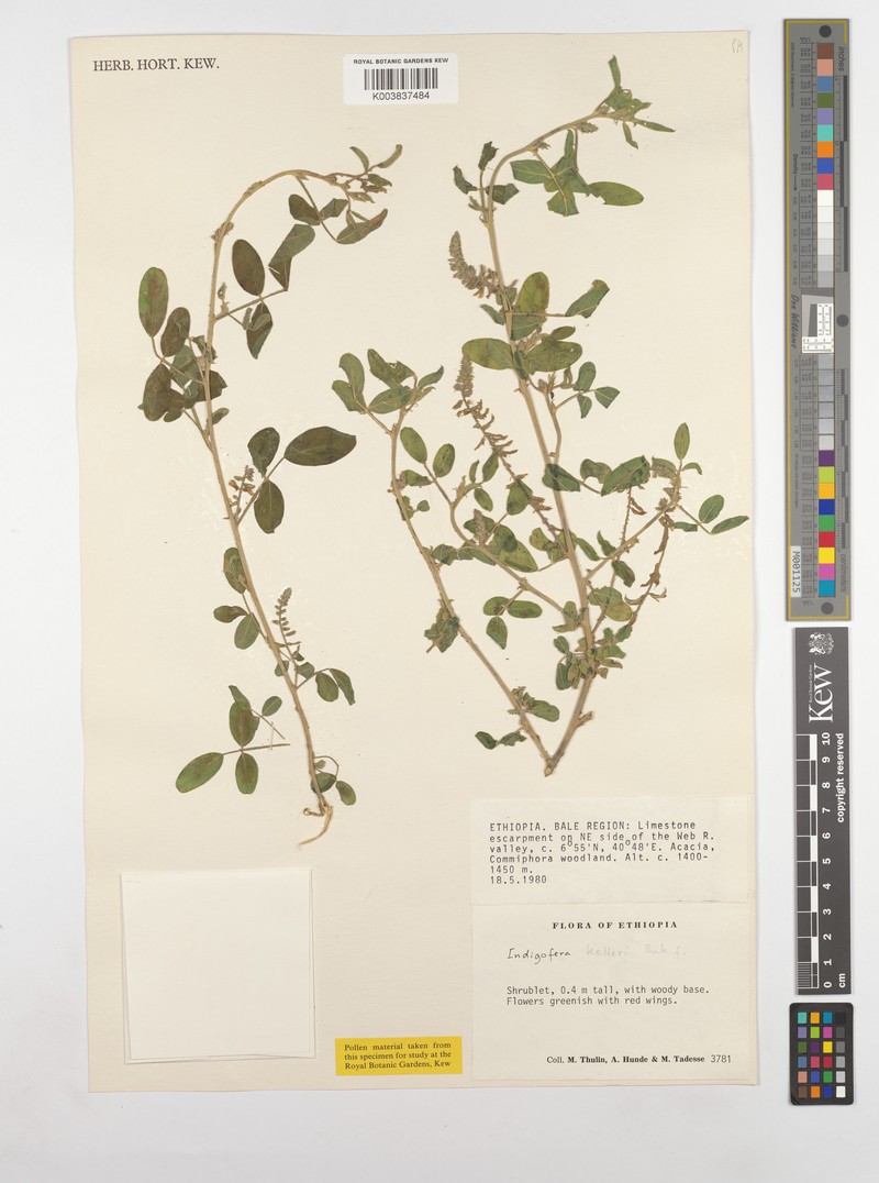 Indigofera kelleri photo 2