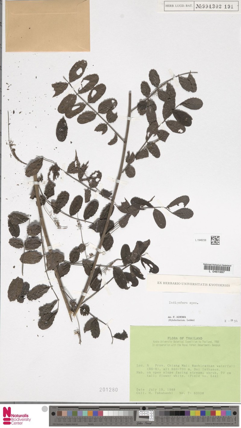 Indigofera kerrii