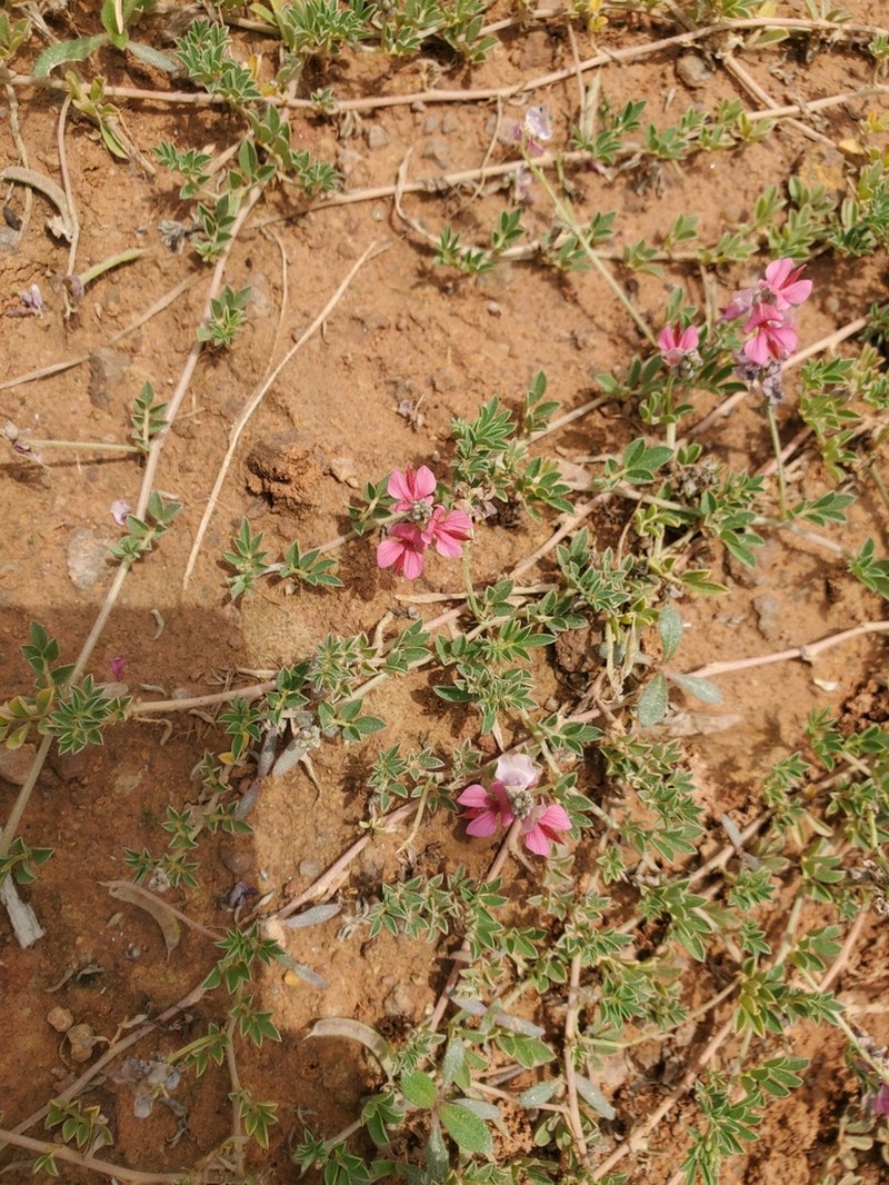 Indigofera kerstingii