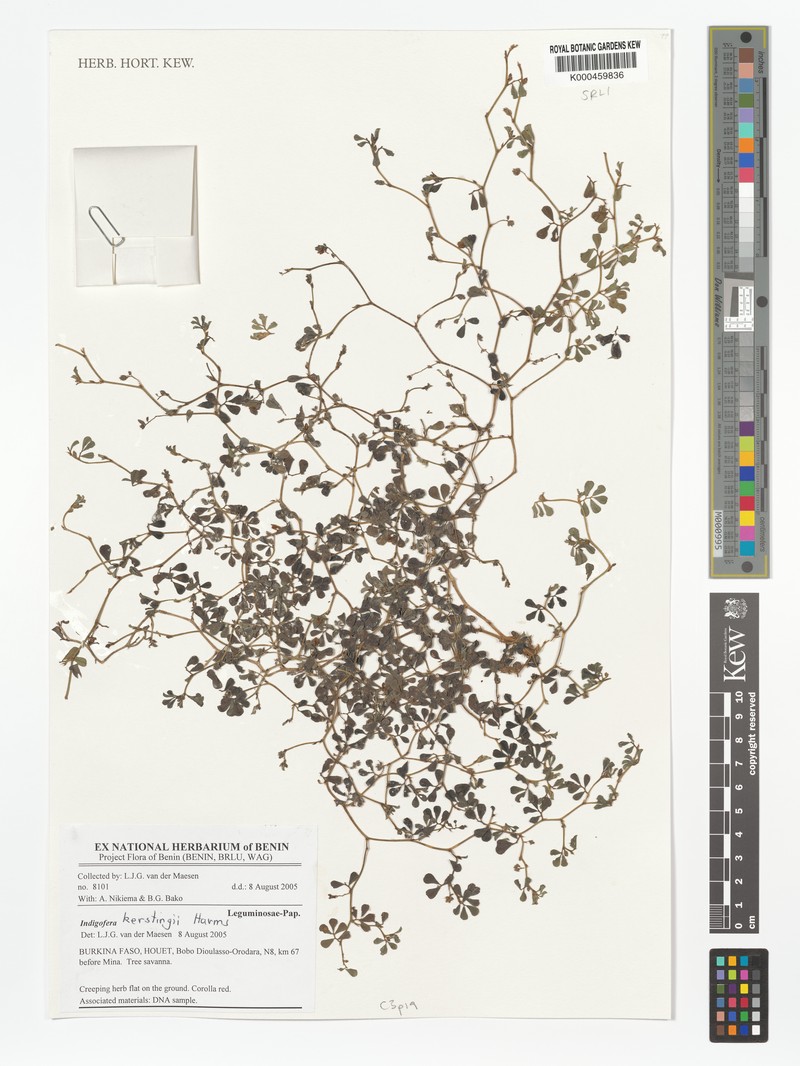 Indigofera kerstingii photo 2
