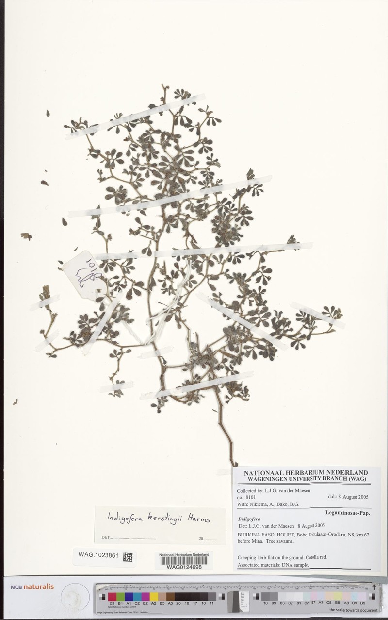 Indigofera kerstingii photo 3