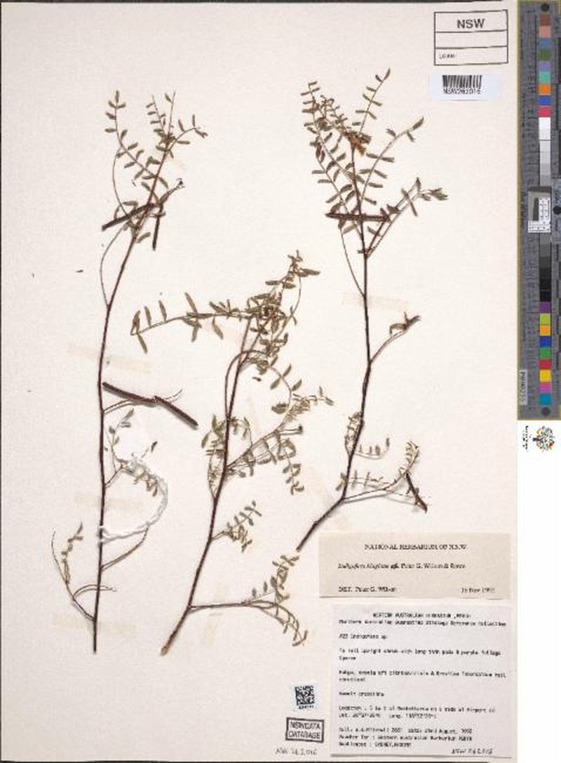 Indigofera kingiana photo 2