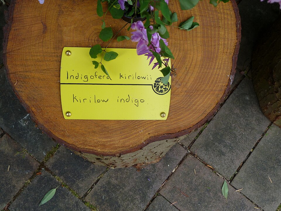 Kirilow's Indigo photo 7
