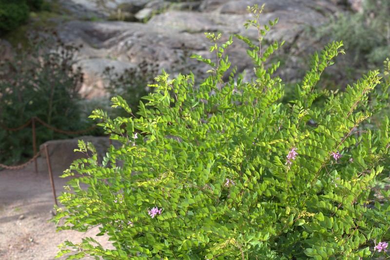 Kirilow's Indigo photo 8