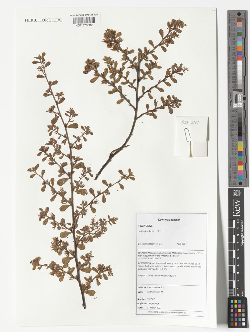 Indigofera kirkii