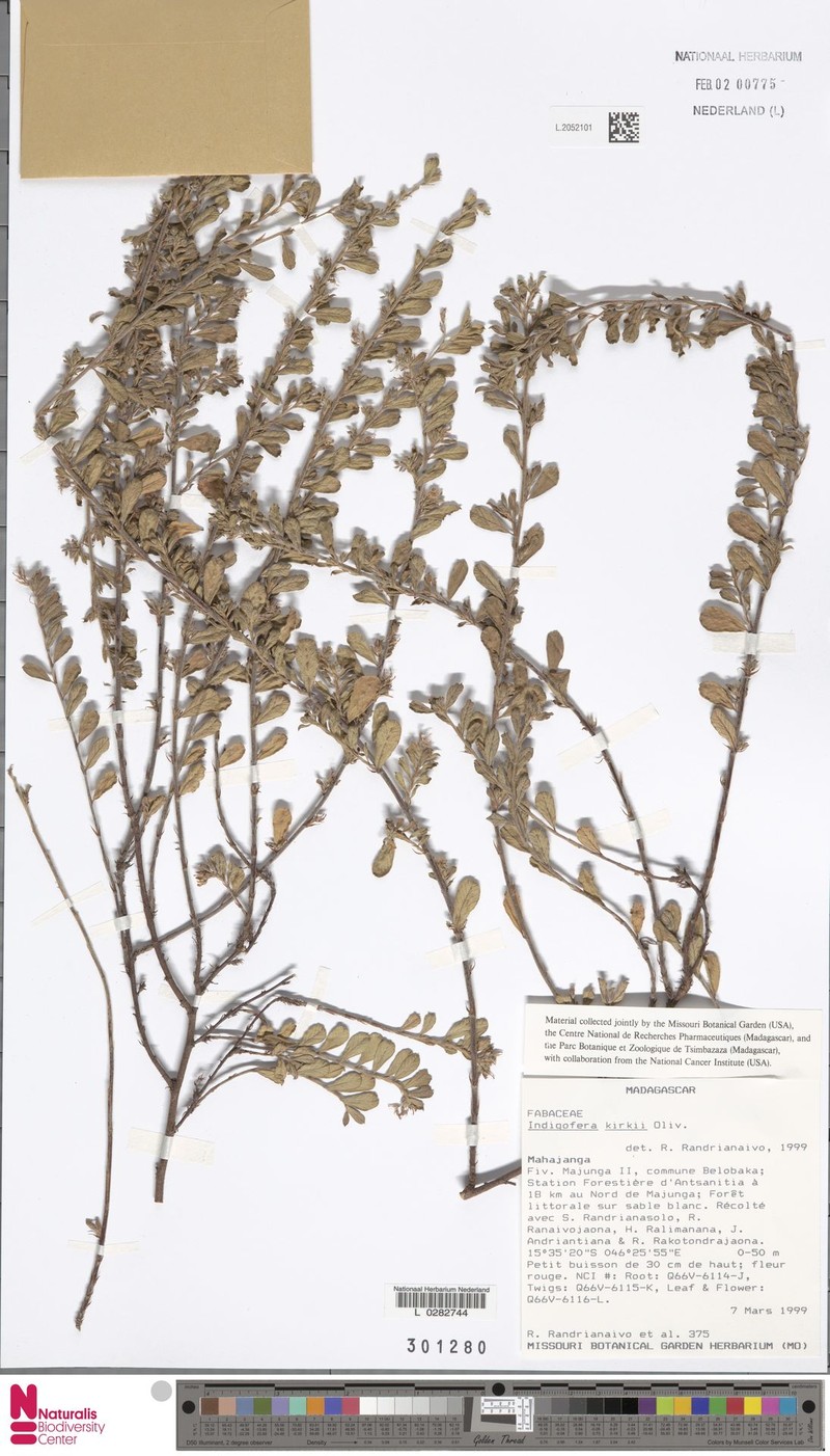 Indigofera kirkii photo 2