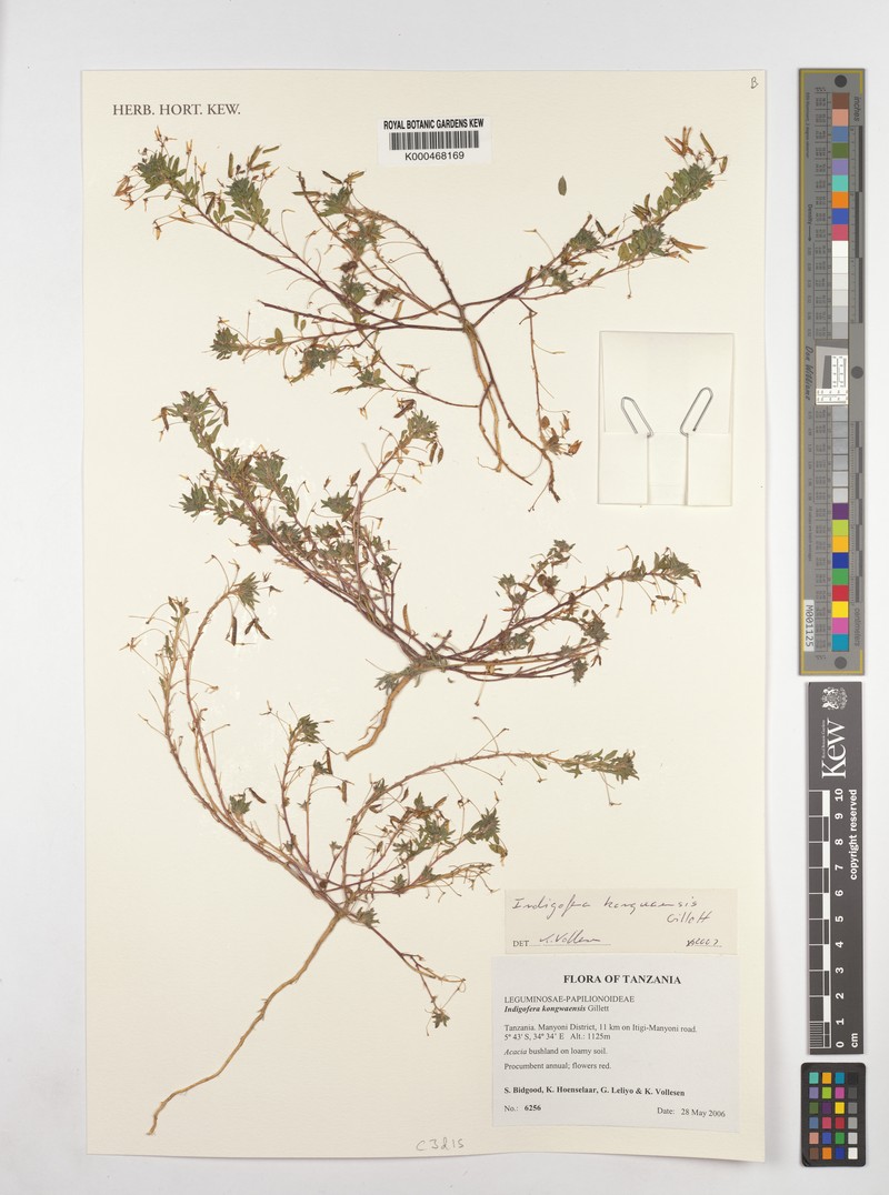 Indigofera kongwaensis
