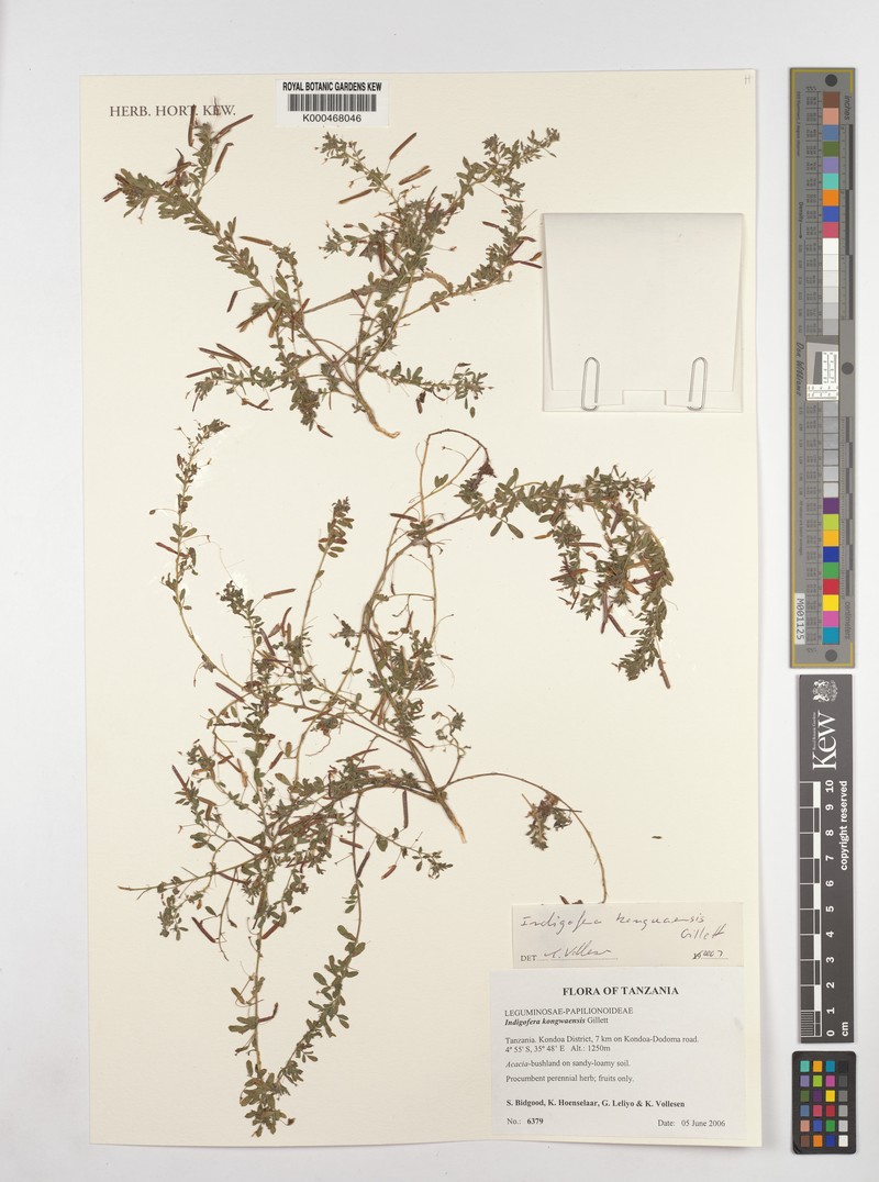 Indigofera kongwaensis photo 2