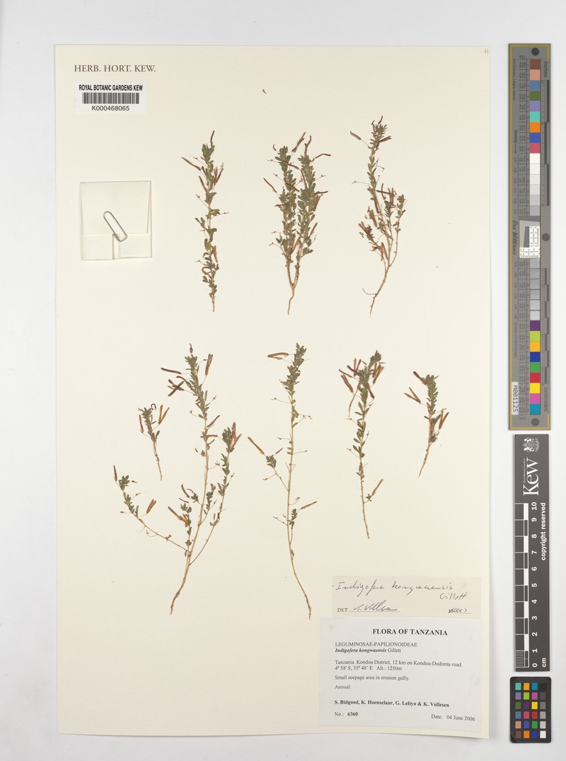 Indigofera kongwaensis photo 3