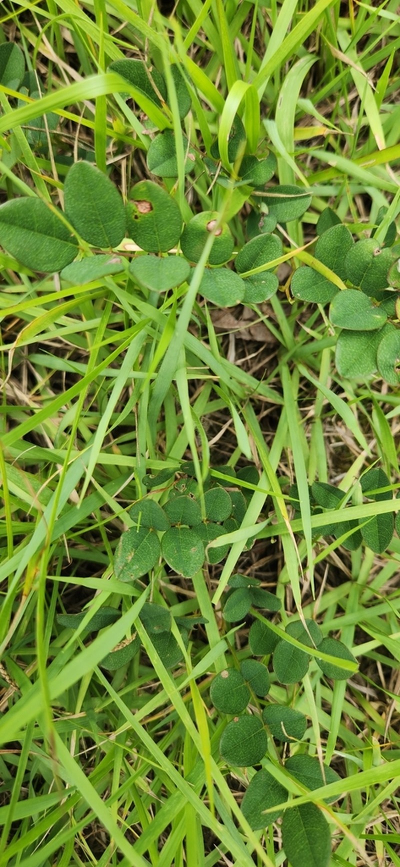 Indigofera koreana