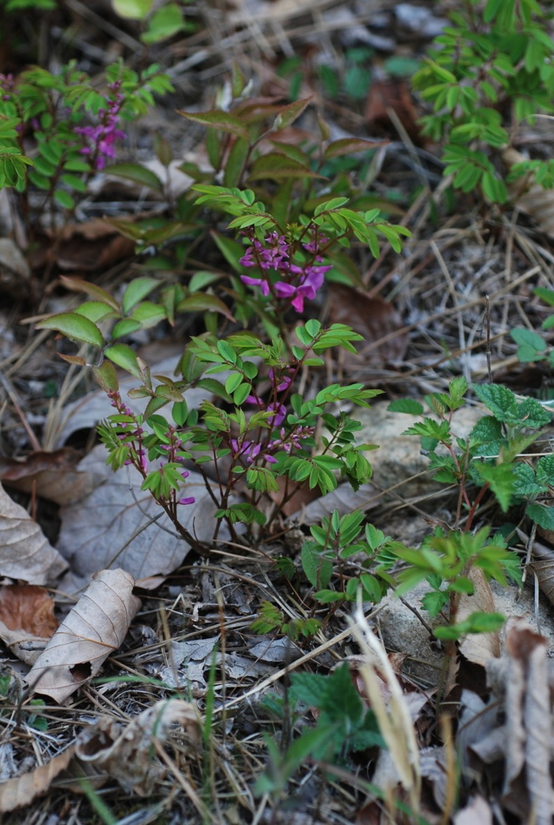 Indigofera koreana photo 2