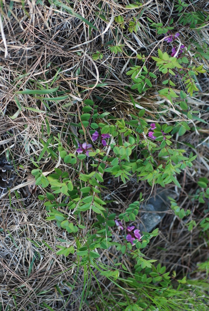 Indigofera koreana photo 3