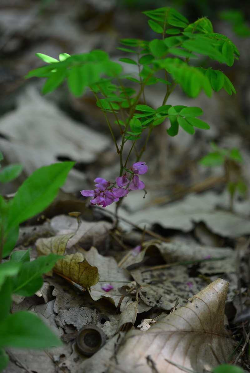 Indigofera koreana photo 4