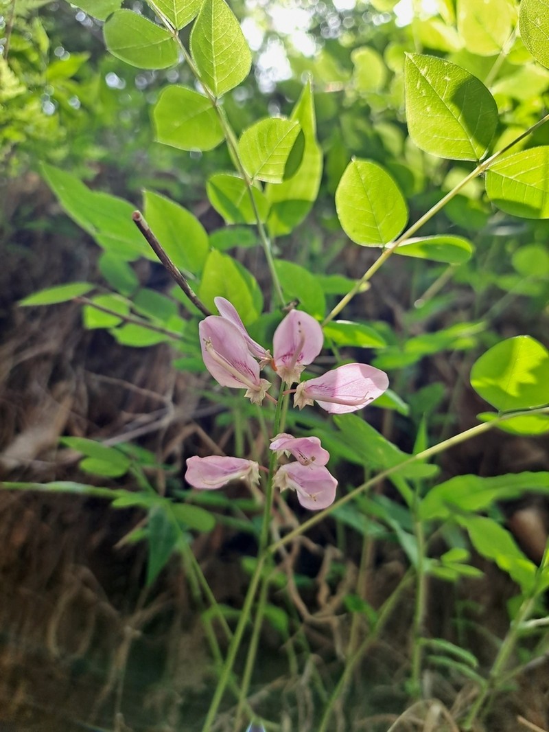 Indigofera koreana photo 5