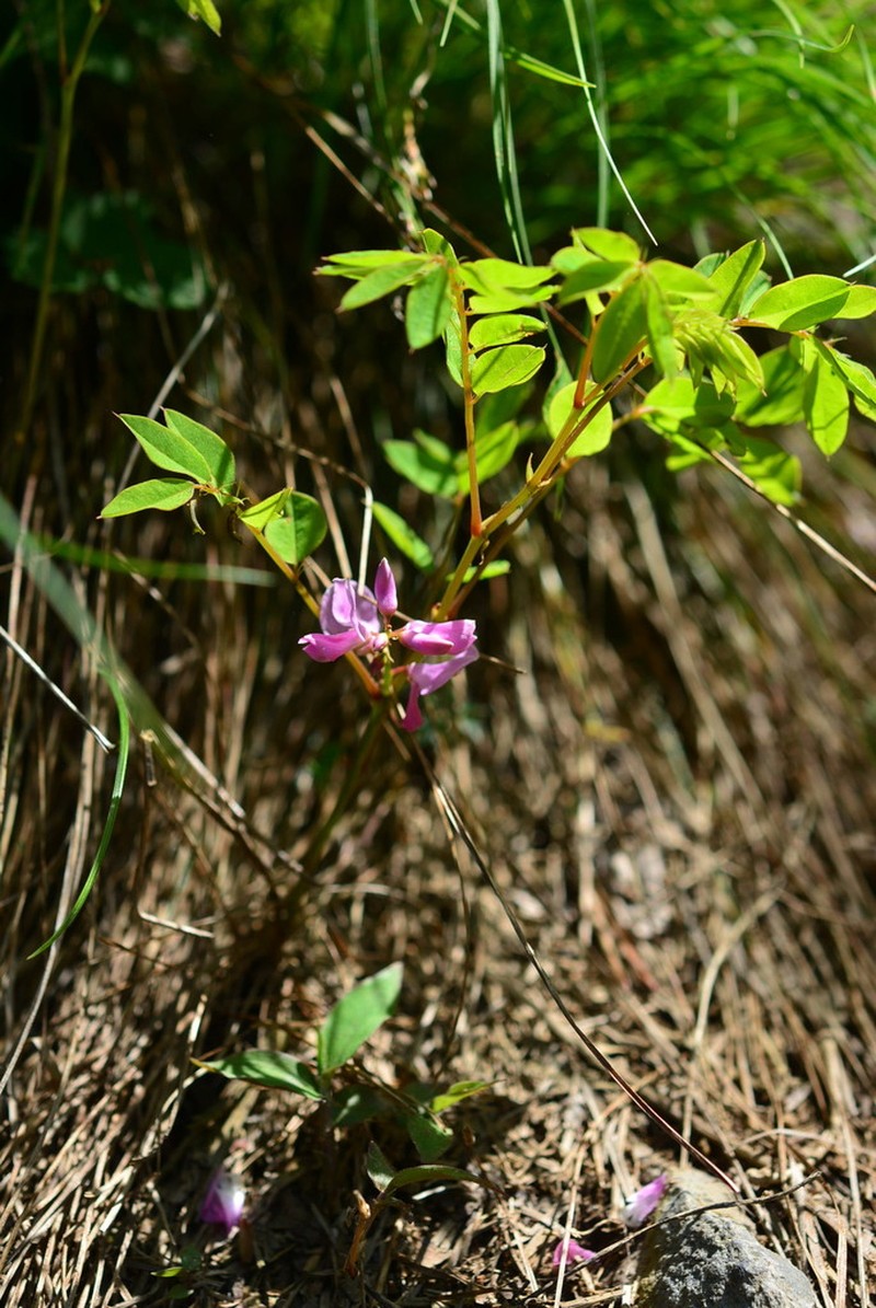 Indigofera koreana photo 6