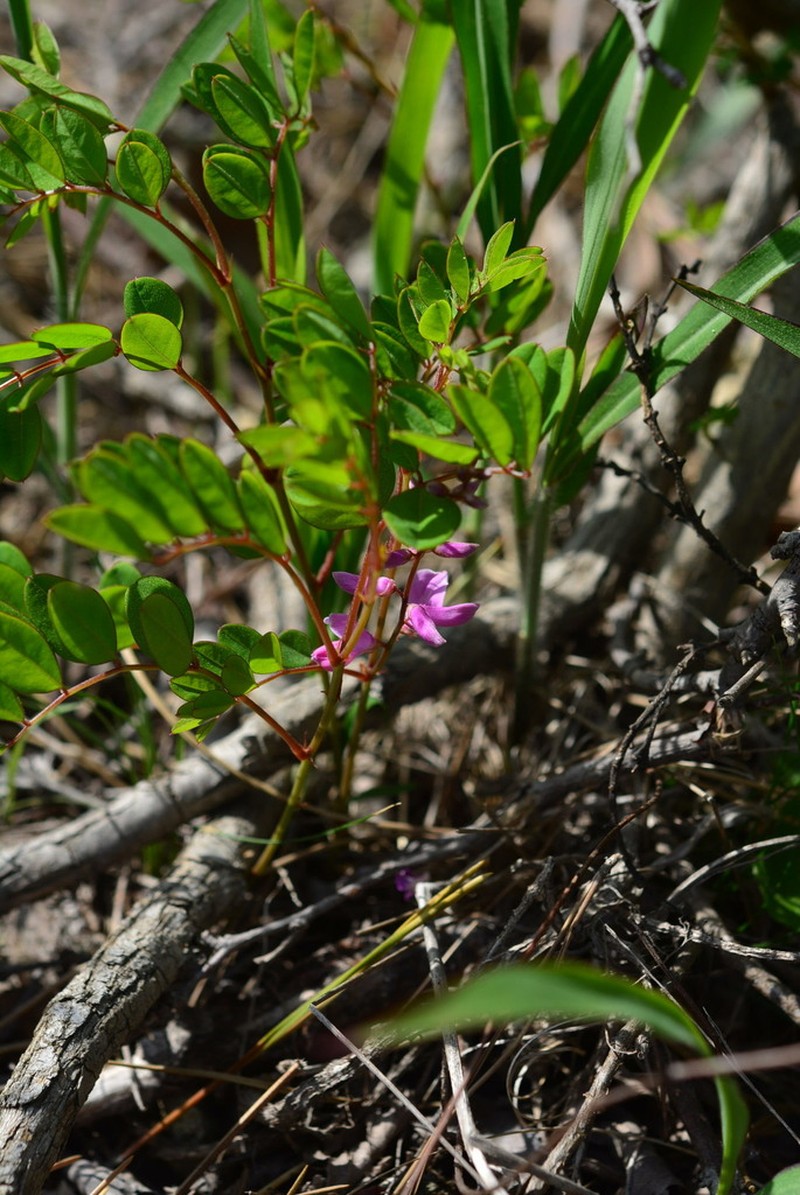 Indigofera koreana photo 7
