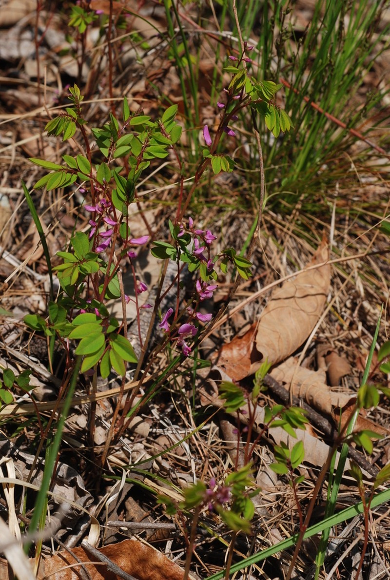 Indigofera koreana photo 8
