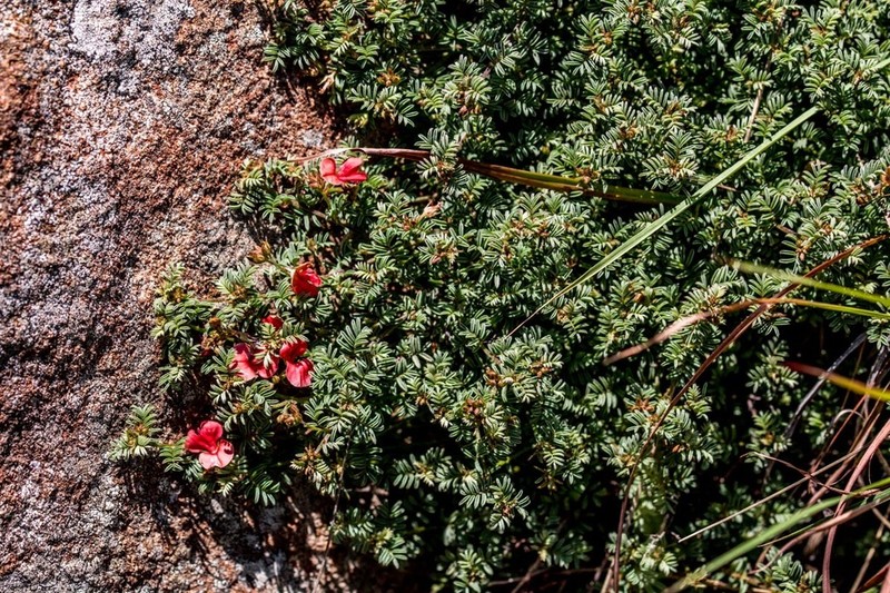 Indigofera krookii
