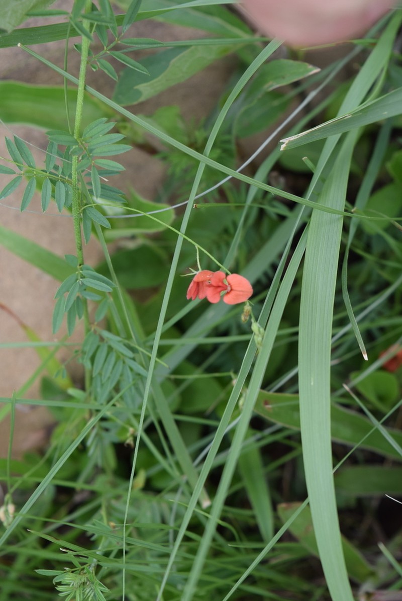 Indigofera krookii photo 2