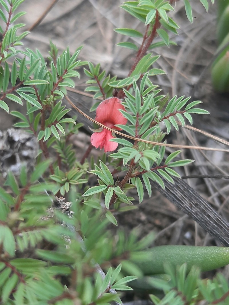 Indigofera krookii photo 5