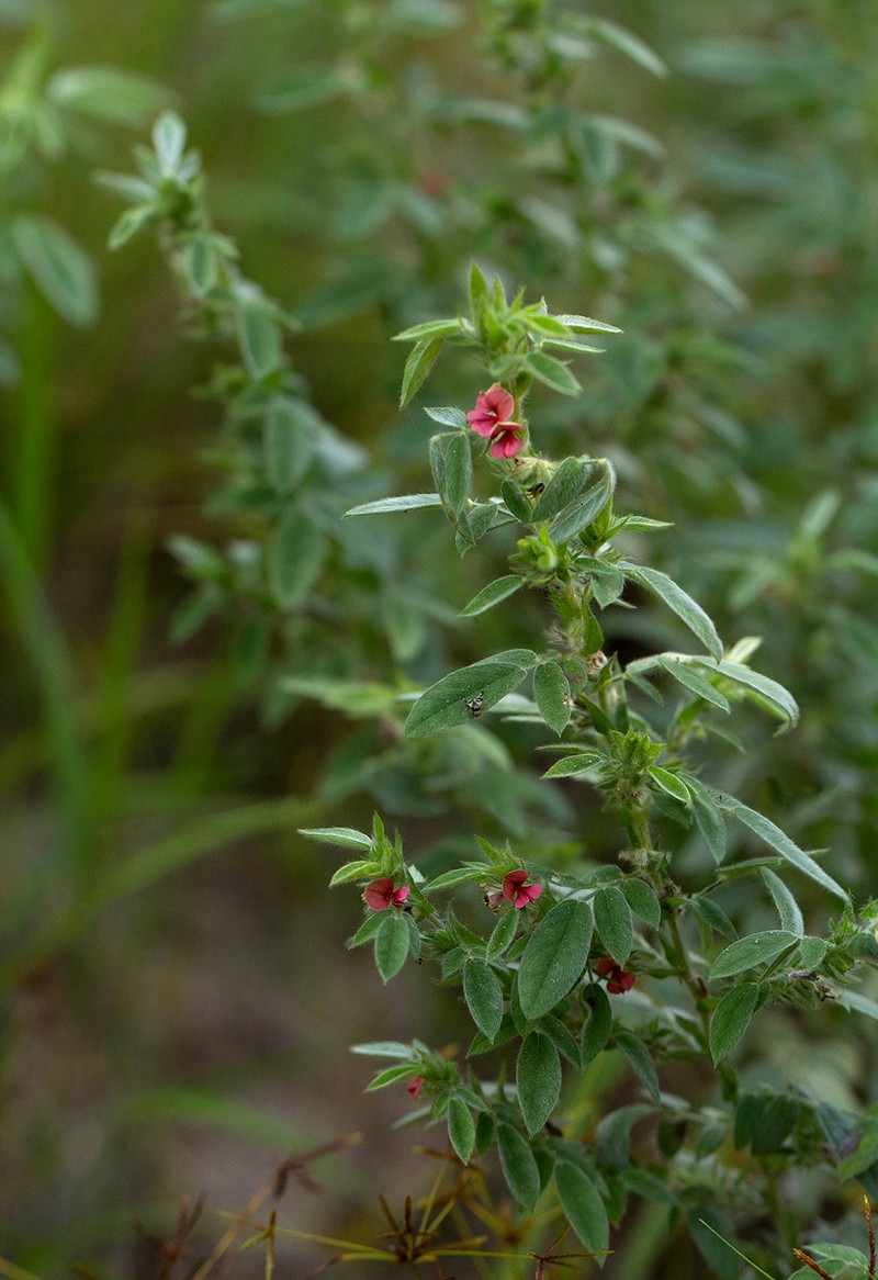 Indigofera kuntzei photo 2