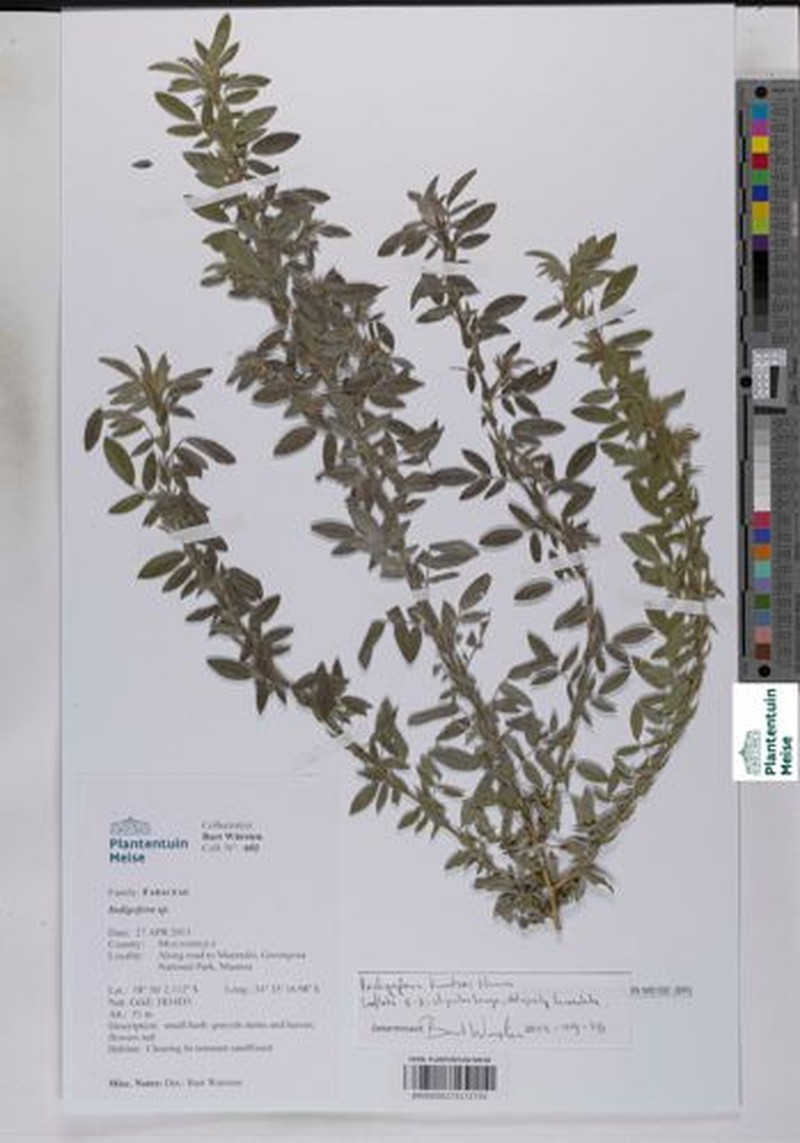 Indigofera kuntzei photo 3