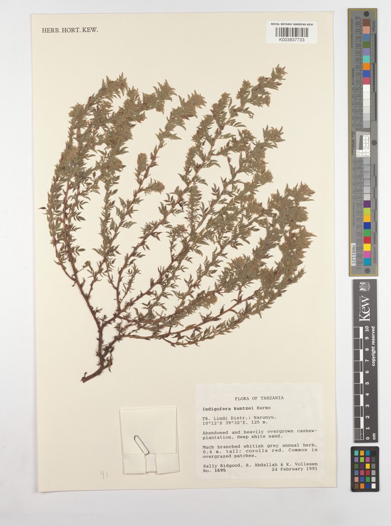 Indigofera kuntzei photo 4