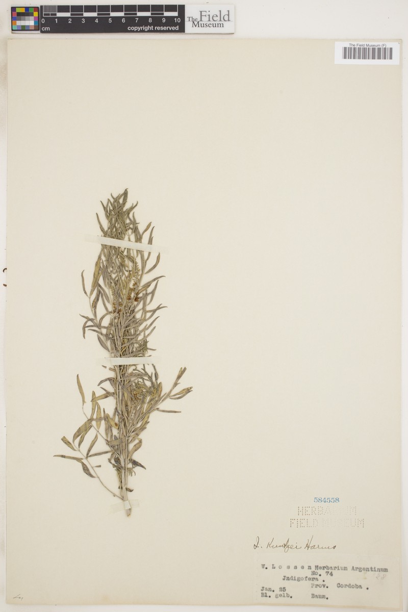Indigofera kuntzei photo 5