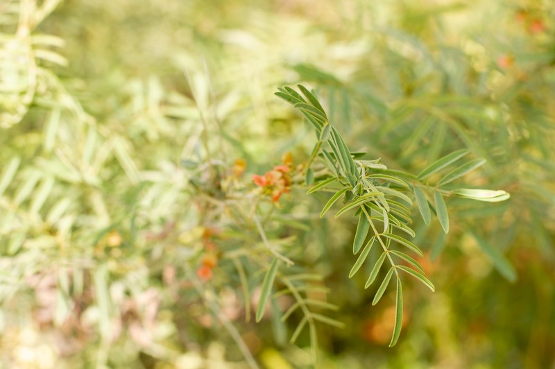 Indigofera kurtzii photo 2
