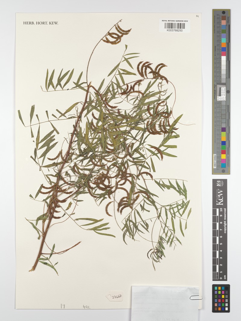 Indigofera kurtzii photo 4
