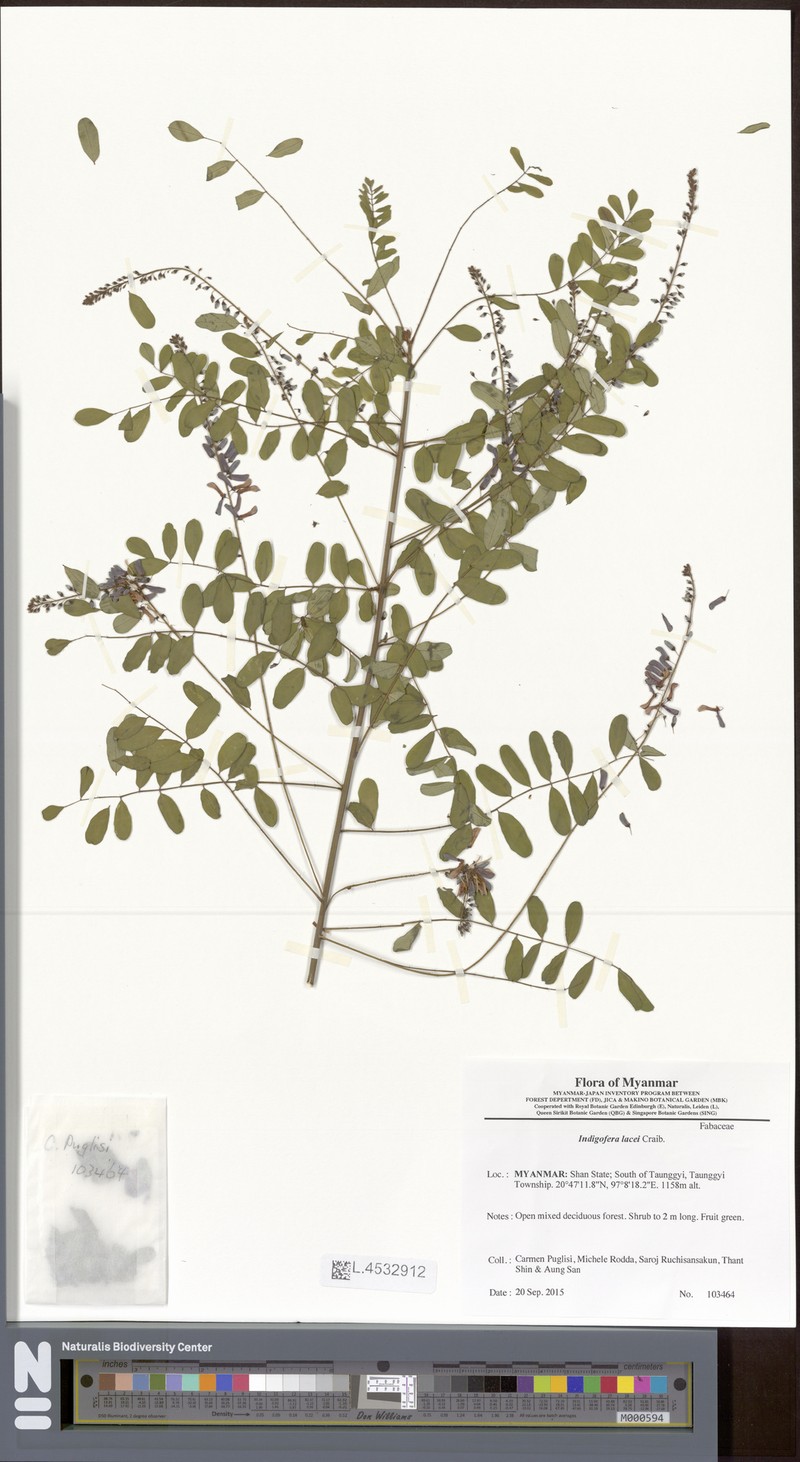 Indigofera lacei