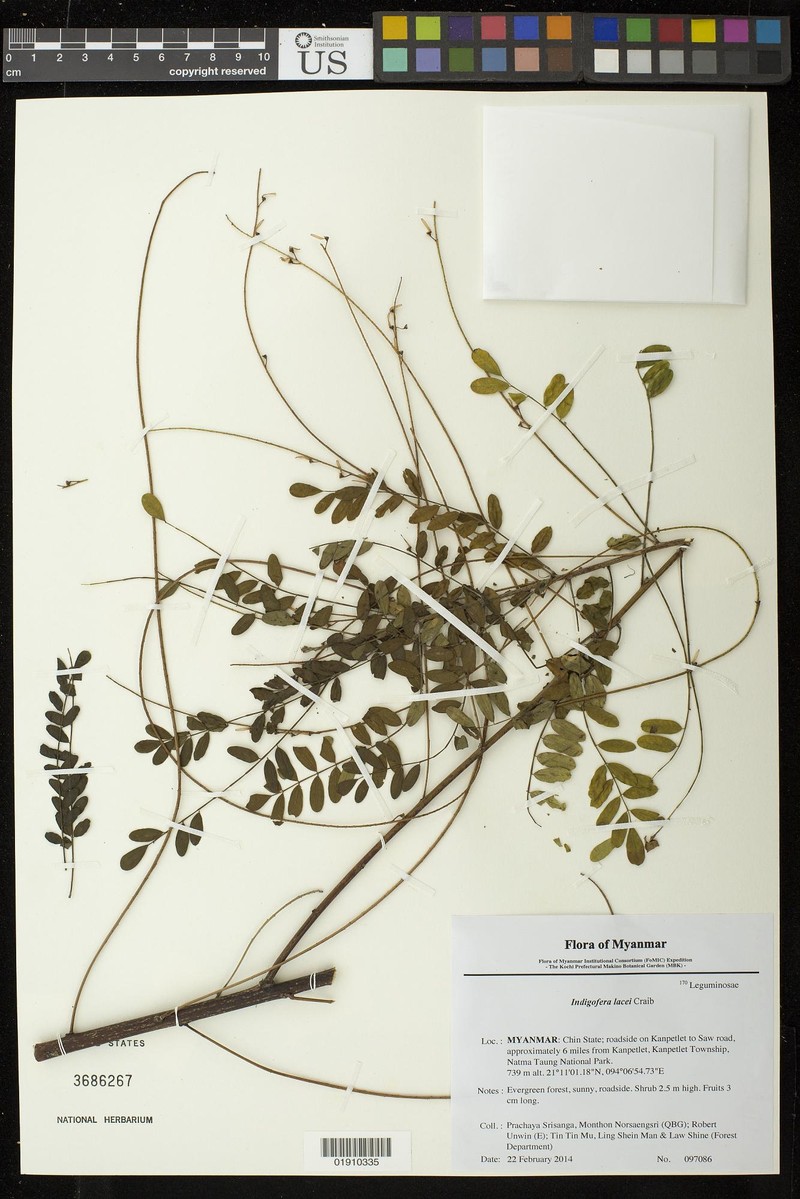 Indigofera lacei photo 2