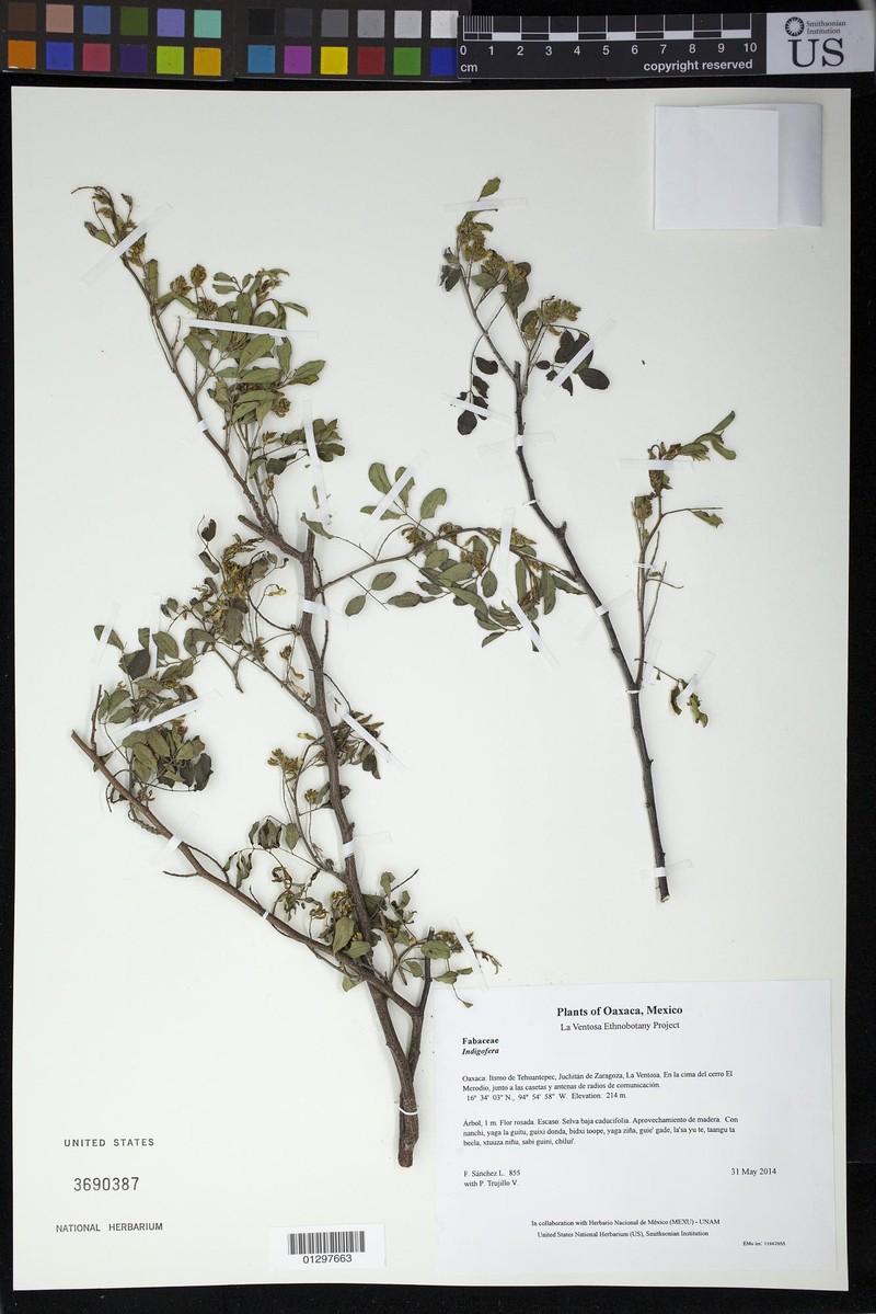 Indigofera lancifolia