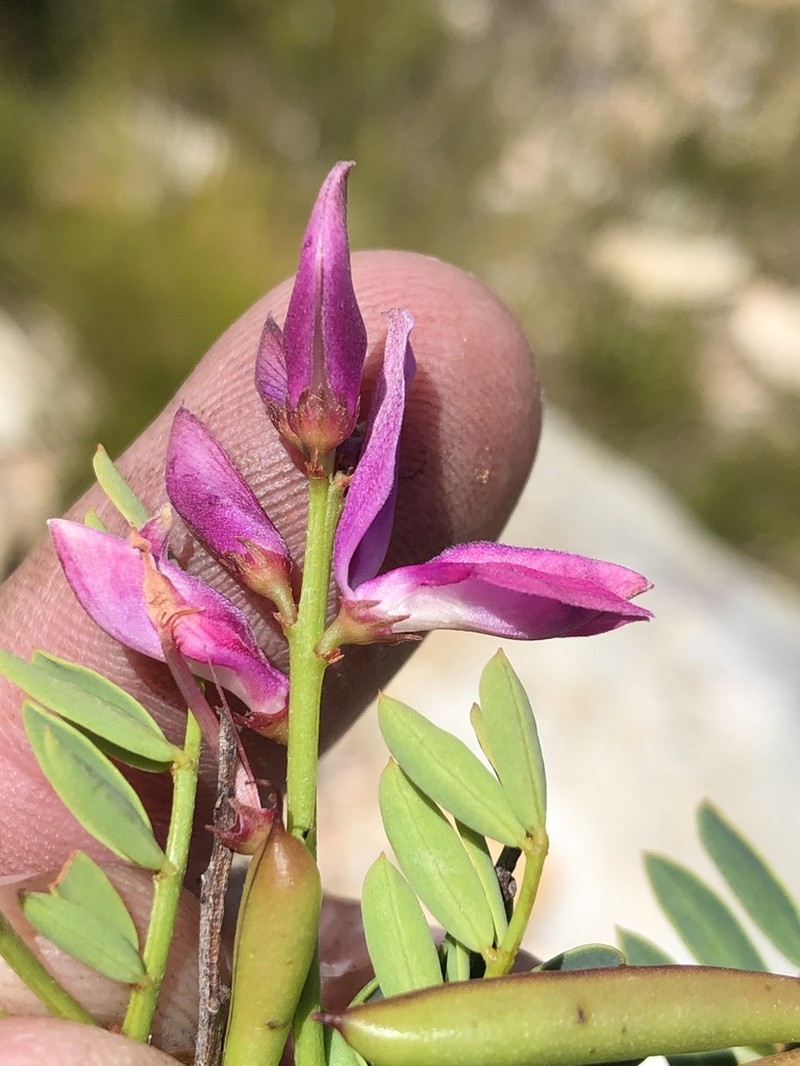 Indigofera langebergensis