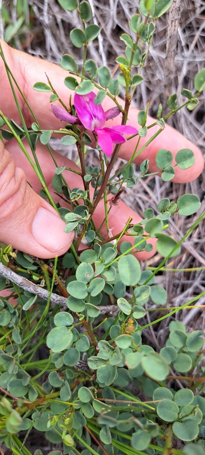 Indigofera langebergensis photo 2