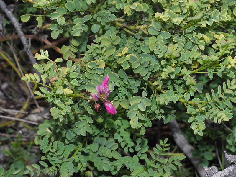 Indigofera langebergensis photo 3