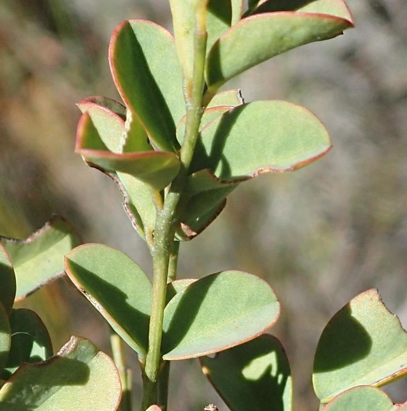 Indigofera langebergensis photo 4
