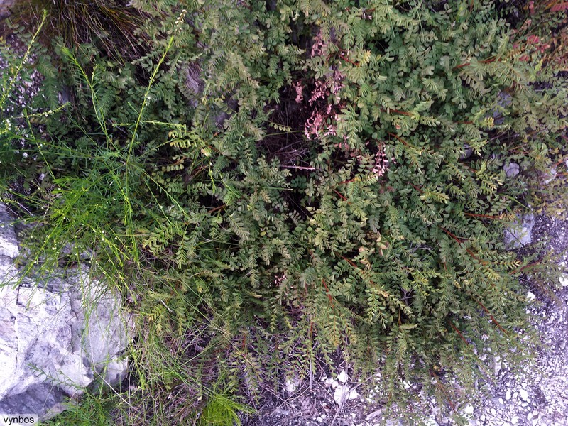 Indigofera langebergensis photo 5